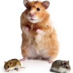 Kindle Mouse Care Guide by Little Learners Interactive Pet Book 8-12-0